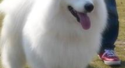 银狐犬图片,纯白毛发的优雅宠物犬