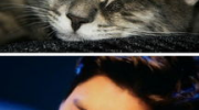 娱乐吃瓜猫嘎嘎,揭秘娱乐圈幕后趣闻